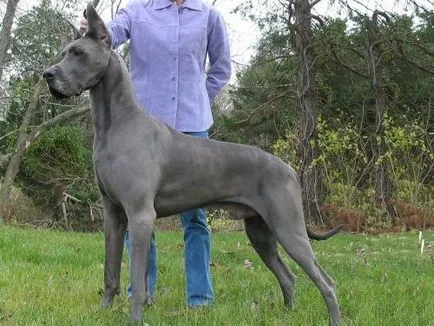 Great Dane fotók, árak, jellemzőit és a fajta leírás, vélemények a tulajdonosok (német) Great Dane fotók, árak, jellemzőit és a fajta leírását, vélemények tulajdonosok