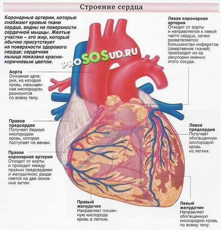 Aorta szelep 1, 2, 3 fok, a kezelés, a tünetek és az okok