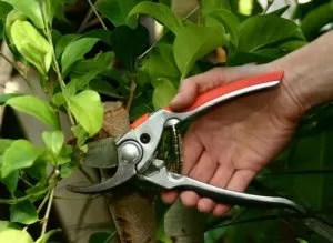 Metszés sárgabarack míg vágás, vágás rendszer, a legjobb tanácsot! (Kivágás sárgabarack) Metszés sárgabarack míg vágás, vágás rendszer, a legjobb tanácsot!
