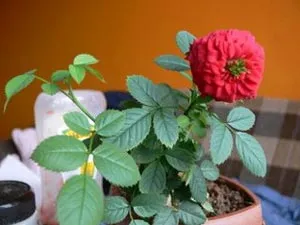 Metszés Roses - mikor és hogyan lehet csökkenteni a rózsa; Rose metszés szabályai (rózsa) Metszés Roses - mikor és hogyan lehet csökkenteni a rózsa; Rose metszés szabályai