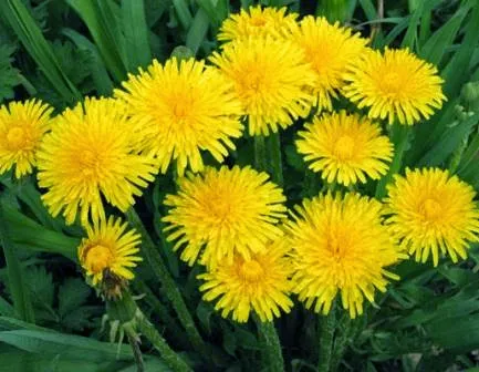 Taraxacum hasznos tulajdonságai - használata gyermekláncfű a népi gyógyászatban (gyógyító tulajdonságai gyermekláncfű) Taraxacum hasznos tulajdonságai - használata gyermekláncfű a népi gyógyászatban