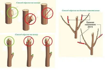 Gyümölcsfák metszési a kertben, amikor a növények, valamint a lehetséges (gyümölcs) Gyümölcsfák metszési a kertben, amikor a növények, valamint a lehetséges