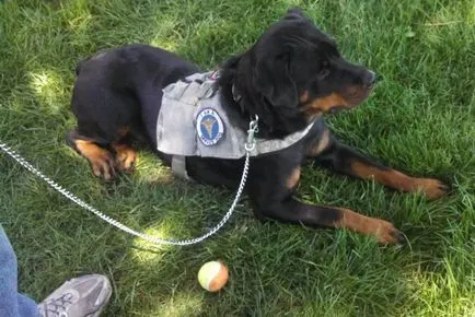 Felül kell vizsgálni a legjobb fajták a vakvezető kutyák (fotó)