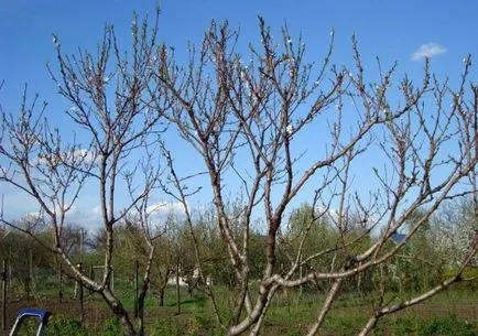 Metszés barack tavasszal, nyáron és ősszel a rendszerről, valamint a jobb