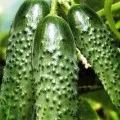 Uborka smaragdzöld áramlási karakterisztika és az a fajta leírását, különösen ültetés (Emerald) Uborka Emerald áramlási jellemző és a leírás a fajta, különösen ültetés