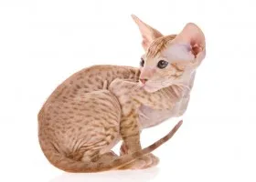 Leírása és ára Petersburg szfinx Peterbald