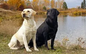 Leírás fajta labrador retriever, jellemzését és az értékelés a tulajdonosok