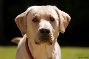 Leírás fajta labrador retriever, jellemzését és az értékelés a tulajdonosok