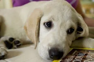 Leírás fajta labrador retriever, jellemzését és az értékelés a tulajdonosok
