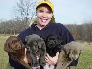 Leírás fajta labrador retriever, jellemzését és az értékelés a tulajdonosok