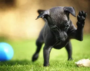 Leírás miniature pinscher, és minden, ami a fajta (Pinscher) Leírás miniature pinscher, és minden, ami a fajta