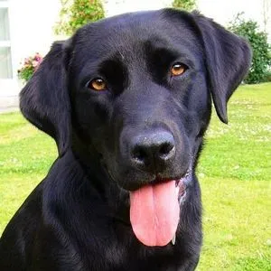 Leírás fajta labrador retriever, jellemzését és az értékelés a tulajdonosok