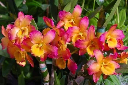 Orchid Dendrobium nobile