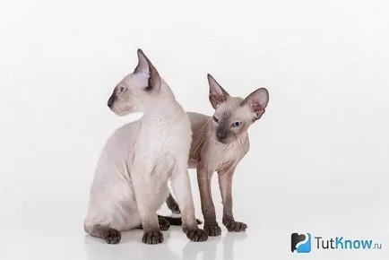 Leírása és ára Petersburg szfinx Peterbald