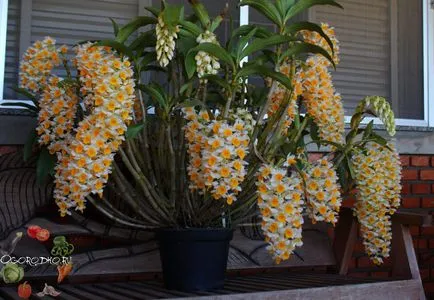 Dendrobium orchidea - jó tanácsot az ellátás, öntözés, műtrágyázás, a kiültetés (Dendrobium) Dendrobium orchidea - jó tanácsot az ellátás, öntözés, műtrágyázás, a kiültetés