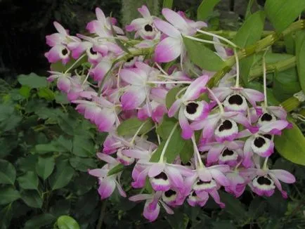 Orchid Dendrobium nobile