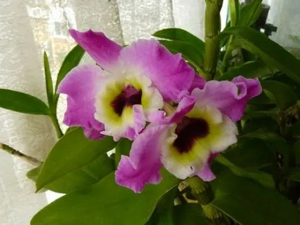 Orchid Dendrobium nobile