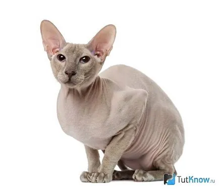 Leírása és ára Petersburg szfinx Peterbald