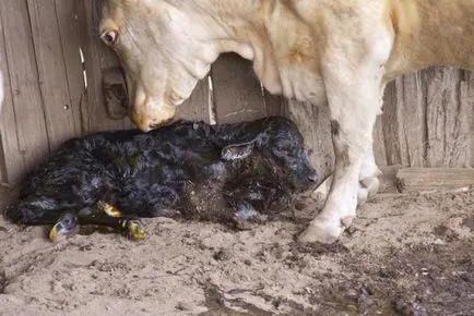 Ellés tehenek és borjak átvétele a születés, hogyan kell szülni