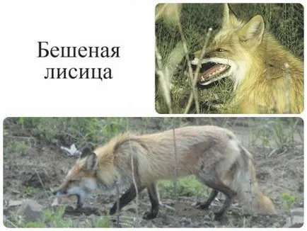 Jellemzői viselkedés róka, hol kell keresni és alkalmazására tanácsot tapasztalt vadászok videóval
