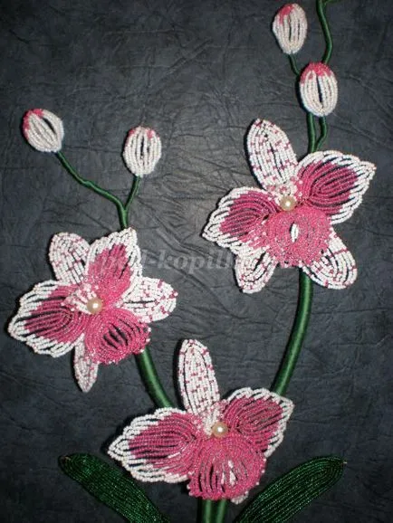 Orchid gyöngy
