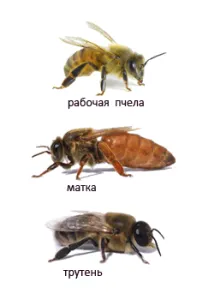 Ellentétben herék különböző fajokból származó méhek a képeken (kőzetek) Ellentétben herék különböző fajokból származó méhek fotókat