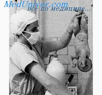Becslése a hangképző