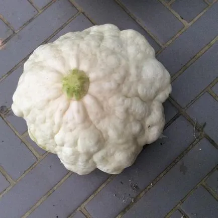 Squash ültetés, termesztés és karbantartás