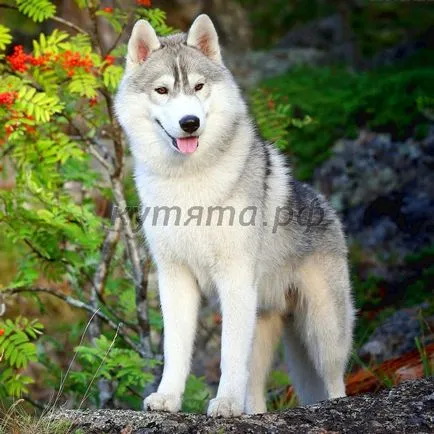 Vélemények a fajta szibériai husky (No félelemérzet) Vélemények a fajta szibériai husky