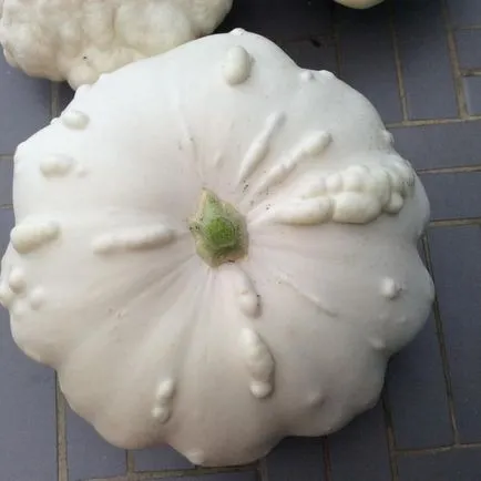 Squash ültetés, termesztés és karbantartás