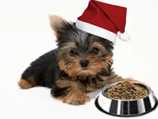 Étkezés York - helyszíni én Yorkshire terrier (terrier) Étkezés York - helyszíni én Yorkshire terrier