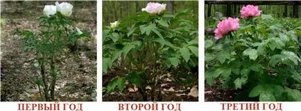 Bazsarózsák magról termesztés - részletes utasításokat (rügyek transzplantáció után) Bazsarózsa magról termesztése - részletes használati