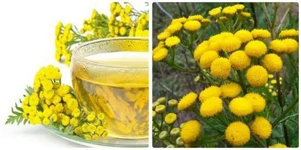 Tansy terápiás, hasznos tulajdonságok és ellenjavallatok, fotó, videó (hasznos) Tansy terápiás, hasznos tulajdonságok és ellenjavallatok, fotó, videó