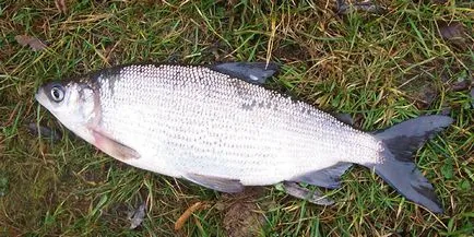 Peled -, hogy a hal, a leírás, a fotó, amely megtalálható, úgy néz ki, hogy mit lehet fogni (hal) Peled -, hogy a hal, a leírás, a fotó, amely megtalálható, úgy néz ki, hogy mit lehet fogni