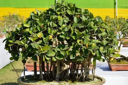 Ficus transzplantációs otthon, mikor és hogyan