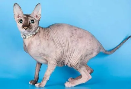 Peterbald macska fotók, árak, fajta leírás, karakter, videó, óvodák - murkote körülbelül macskák és macskák
