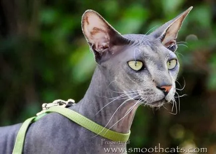 Peterbald vagy St. Petersburg Szfinx fajta leírása