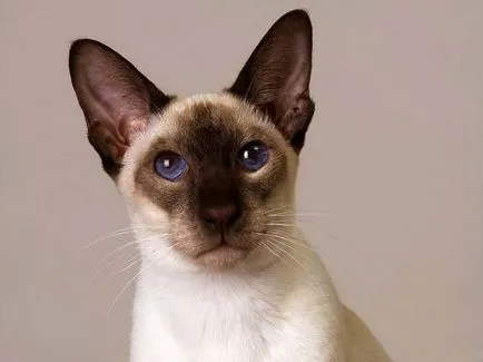 Peterbald macska fotók, árak, fajta leírás, karakter, videó, óvodák - murkote körülbelül macskák és macskák