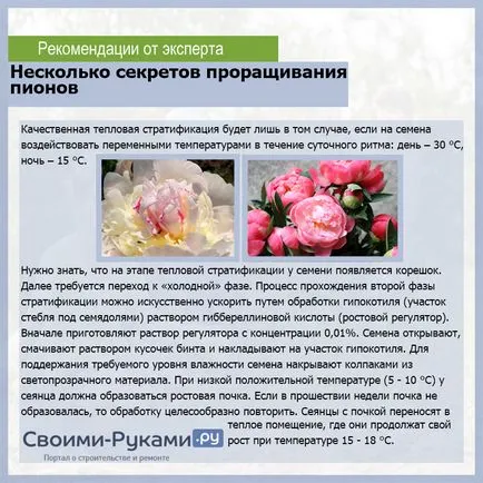 Bazsarózsák magról termesztés - részletes utasításokat (rügyek transzplantáció után) Bazsarózsa magról termesztése - részletes használati