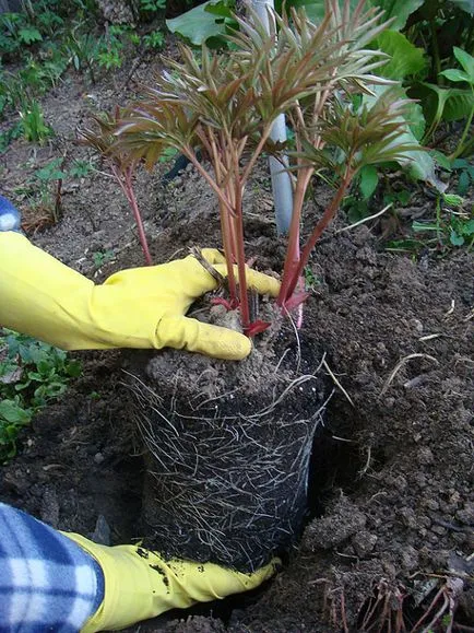 Bazsarózsák magról termesztés - részletes utasításokat (rügyek szakadás a transzplantáció után) Bazsarózsa magról termesztése - részletes használati