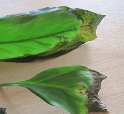 Miért megfeketedik kis növény leveleiből Spathiphyllum