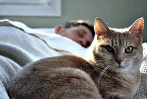 Miért macskák alszanak a lábak, hogy ez mit jelent, ezért a macskák szeretnek menni a tulajdonos a láb (cat) Miért macskák alszanak a lábak, hogy ez mit jelent, miért macskák szeretnek lefeküdni a mester lábát