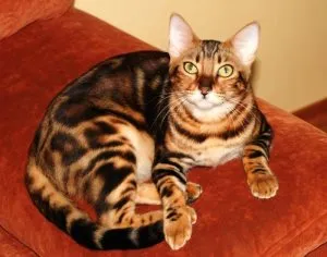 Miért macskák fekszenek a lába között, a macska asszisztens (cat) Miért macskák fekszenek a lába között, a macska Assistant