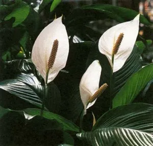 Miért megfeketedik kis növény leveleiből Spathiphyllum