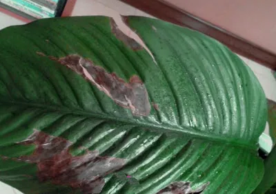 Miért levelek színe feketére Spathiphyllum (női boldogság)