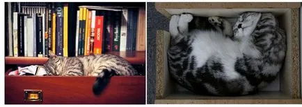 Miért macskák alszanak a lábak, hogy ez mit jelent, ezért a macskák szeretnek menni a tulajdonos a láb (cat) Miért macskák alszanak a lábak, hogy ez mit jelent, miért macskák szeretnek lefeküdni a mester lábát