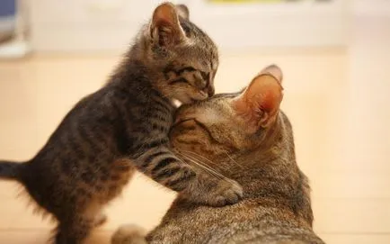 Miért macskák miau csak az emberek, hogy az emberek megértsék, mi a macska meows (csak) Miért macskák miau csak az emberek, hogy az emberek megértsék, mi a macska meows