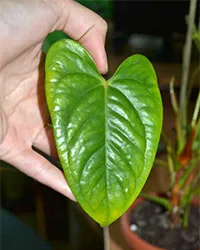 Miért levelek sárgulnak Anthurium