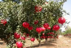 Trágyázás alma - rendszer műtrágyázási, mint a takarmány Apple (Apple) Termékenyítő alma - rendszer trágya, mint a takarmány az almafa
