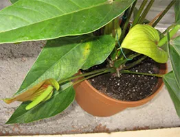 Miért levelek sárgulnak Anthurium